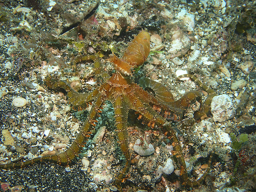 Thaumoctopus mimicus